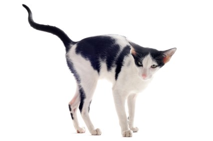 Picture of Urination problems in cats - Part 1 of 2 - Linden Veterinary Clinic